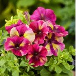 Петуния Шейк F1 расберри (raspberry) /20 семян/ *Hem Genetics*