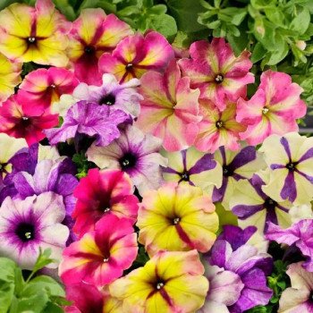 Петунія Шейк F1 суміш (mix) /20 насінин/ *Hem Genetics*