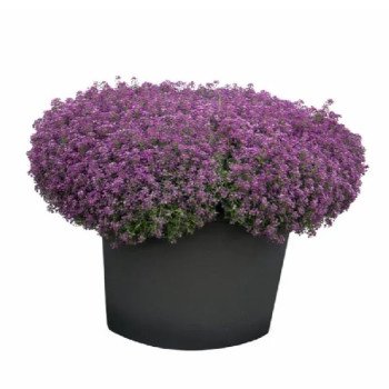 Лобулярія Вандерленд синя (blue) /20 мультидраже/ *Benary*