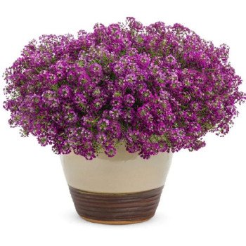 Лобулярія Вандерленд темно-пурпурова (deep purple) /20 мультидраже/ *Benary*