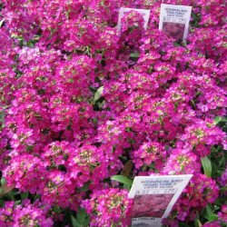 Лобулярія Вандерленд темно-рожева (deep rose) /20 мультидраже/ *Benary*