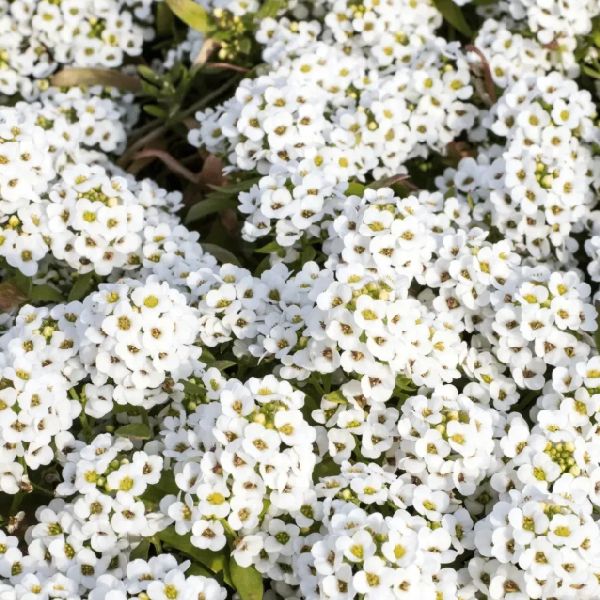 Насіння лобулярії Вандерленд біла (white) /20 мультидраже/ *Benary*