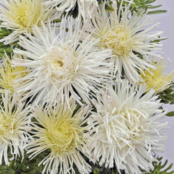 Айстра Валькірія біла (white) /2 г/ *Satimex*