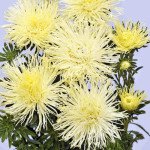 Айстра Валькірія жовта (yellow) /2 г/ *Satimex*