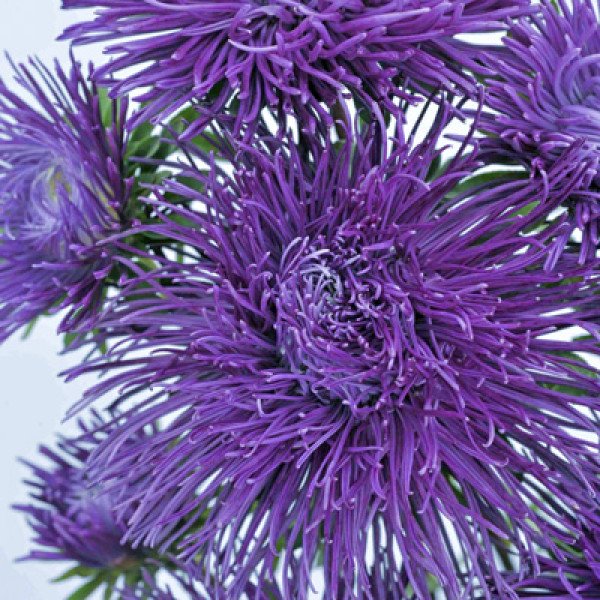 Семена астры Валькирия синяя (blue) /2 г/ *Satimex*