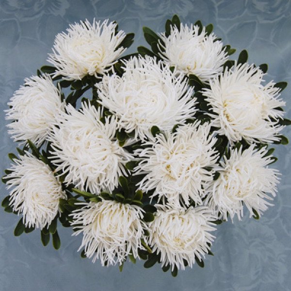 Насіння айстри Дрегон біла /1 грам/ *Satimex*