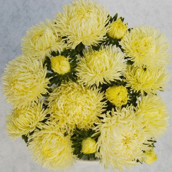 Астра Дрегон желтая /1 грамм/ *Satimex*