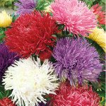 Астра Дрегон смесь /1 грамм/ *Satimex*