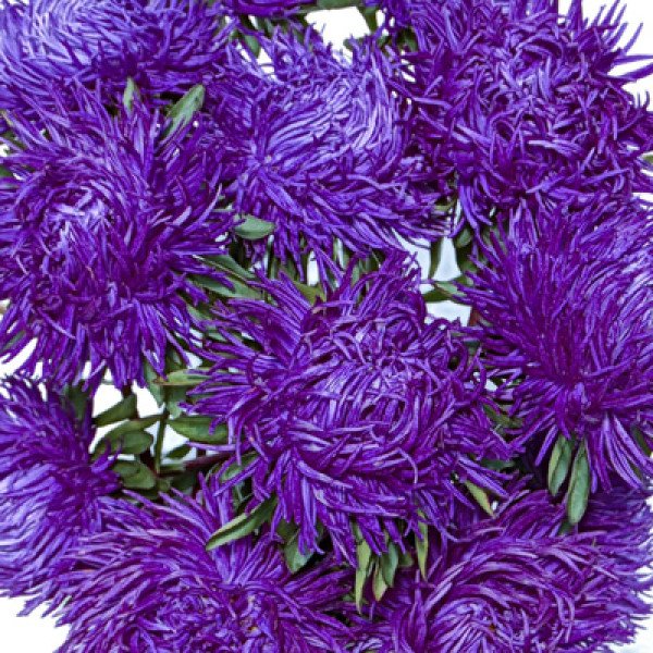 Насіння айстри Дрегон темно-синя /1 грам/ *Satimex*