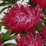 Айстра Дрегон червона /1 грам/ *Satimex*