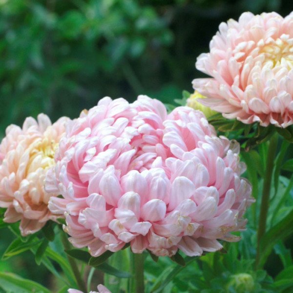 Насіння айстри китайської Дюшес абрикосова /5 г/ *Hem Zaden*