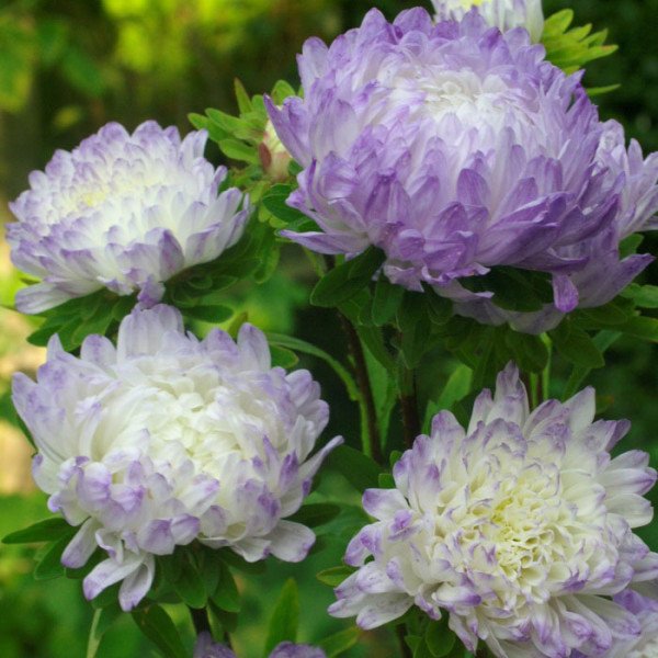 Насіння айстри китайської Дюшес біло-блакитна /5 г/ *Hem Zaden*