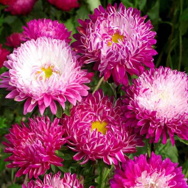 Насіння айстри китайської Дюшес лилак і кримсон вайт /5 г/ *Hem Zaden*