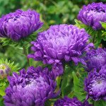 Астра Дюшес темно-синяя /5 г/ *Hem Zaden*