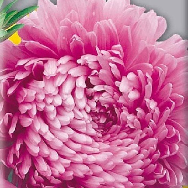 Насіння айстри китайської Елегія насичено-рожева /5 г/ *Hem Zaden*