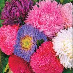 Астра Королевский размер смесь /5 г/ *Hem Zaden*