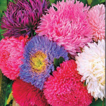 Астра Королевский размер смесь /5 г/ *Hem Zaden*