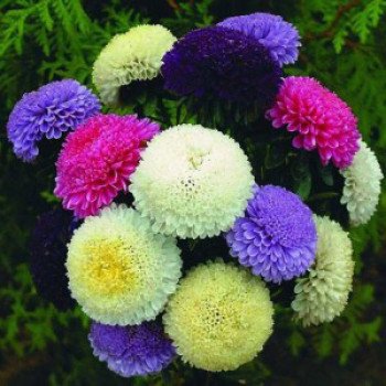 Астра Помпон смесь /5 г/ *Hem Zaden*