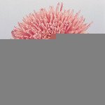 Астра Принцесса лососево-розовая /5 г/ *Hem Zaden*