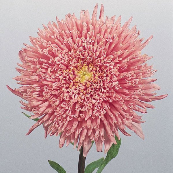 Насіння айстри китайської Принцеса лососево-рожева /5 г/ *Hem Zaden*