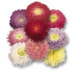 Айстра Принцеса суміш /5 г/ *Hem Zaden*