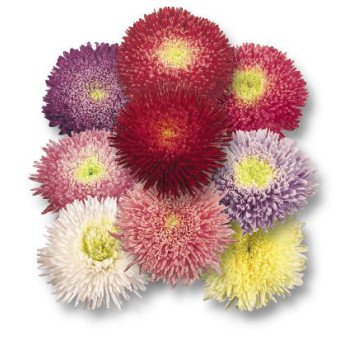 Астра Принцесса смесь /5 г/ *Hem Zaden*