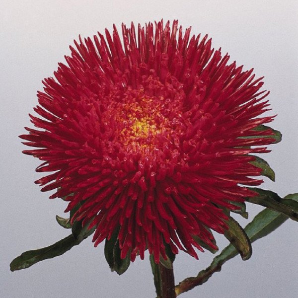 Насіння айстри китайської Принцеса яскраво-червона /5 г/ *Hem Zaden*