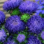 Астра Синий Магнит /5 г/ *Hem Zaden*