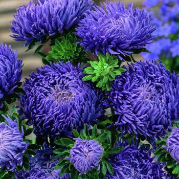 Астра Синий Магнит /5 г/ *Hem Zaden*