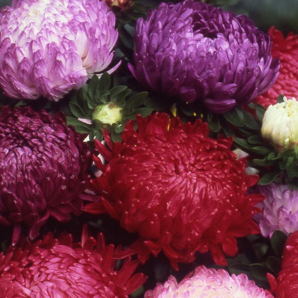 Насіння айстри китайської Страусіне Перо суміш /5 г/ *Hem Zaden*