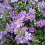 Бакопа Блутопия /20 семян (драже)/ *Pan American*