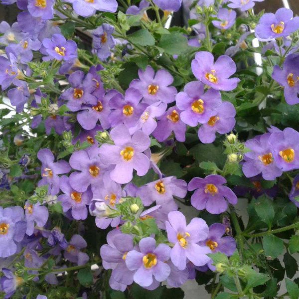 Насіння бакопи Блутопія /20 насінин (драже)/ *Pan American*