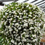 Бакопа Сноутопия /20 гранул/ *Pan American*