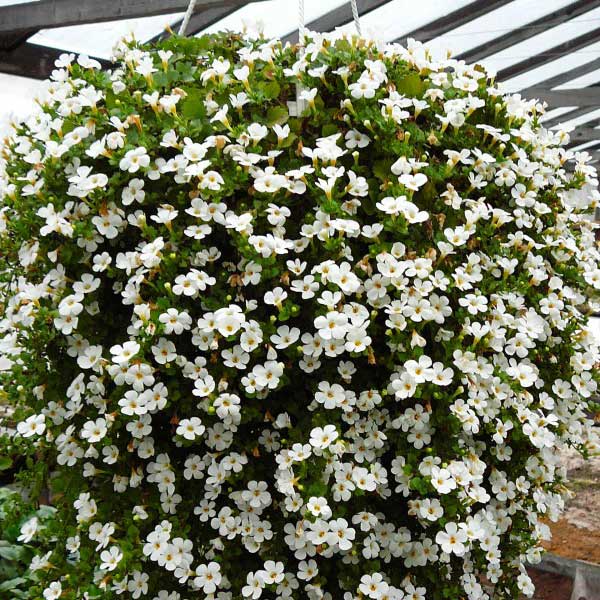 Насіння бакопи Сноутопія /20 гранул/ *Pan American*