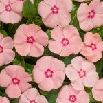 Катарантус Хетвейв персиковий (peach) /50 насінин/ *Hem Genetics*