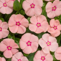 Катарантус Хетвейв персиковый (peach) /50 семян/ *Hem Genetics*