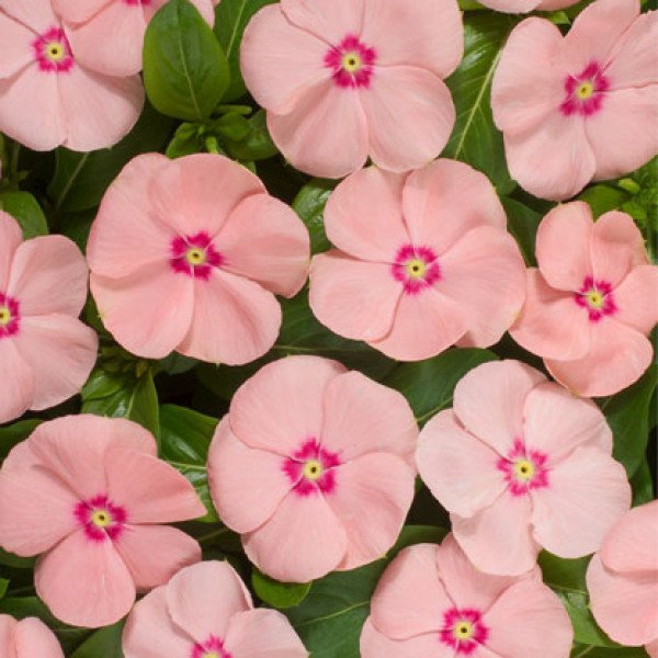 Семена катарантуса Хетвейв персиковый (peach) /50 семян/ *Hem Genetics*