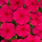 Катарантус Хетвейв красный /50 шт/ *Hem Genetics*