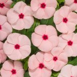 Катарантус Хетвейв абрикосовий /50 шт/ *Hem Genetics*