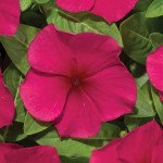 Катарантус Хетвейв бургунді /100 шт/ *Hem Genetics*