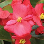 Бегонія Варіація F1 /50 гранул/ *Cerny*