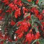 Бегония Копакабана F1 /50 гранул/ *Cerny*