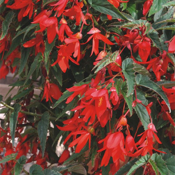 Семена бегонии Копакабана F1 /50 гранул/ *Cerny*