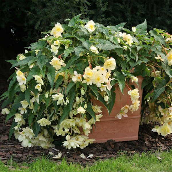 Насіння бегонії Шансон F1 ванільно-жовта /50 гранул/ *Cerny*