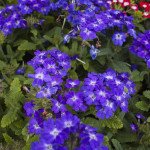Вербена Кварц XP F1 синяя (blue) /20 семян/ *Pan American*