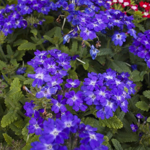 Семена вербены Кварц XP F1 синяя (blue) /20 семян/ *Pan American*