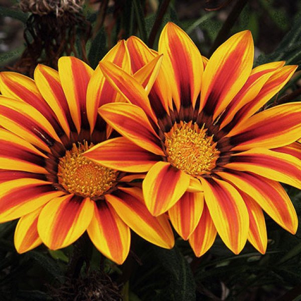 Насіння газанії Світанок F1 тигрова суміш /50 шт/ *Pan American*