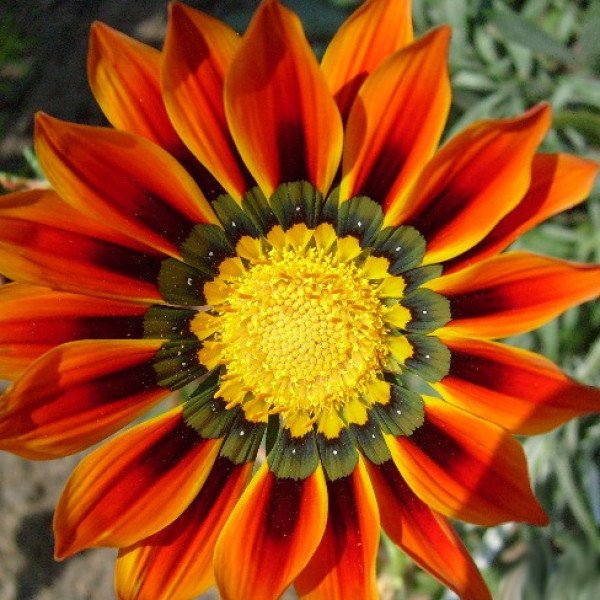 Насіння газанії Світанок F1 червоні смужки /50 шт/ *Pan American*