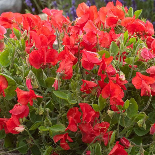 Семена горошка душистого Вилла Рома скарлет /50 шт/ *Hem Genetics*