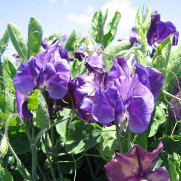 Семена горошка душистого Вилла Рома темно-синий /50 шт/ *Hem Genetics*